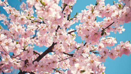 阳光明媚春天桃花盛开
