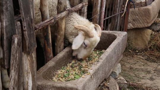羊吃草饲养羊圈吃草料