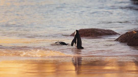 企鹅 企鹅沙滩 一只小企鹅 生态