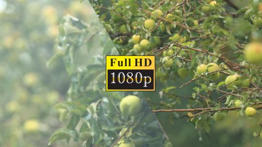 雨中的苹果树高清在线视频素材下载