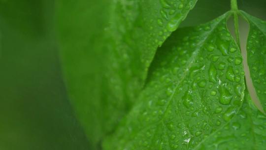 唯美树叶雨滴