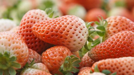 草莓/草莓园/摘草莓/草莓大棚/吃草莓