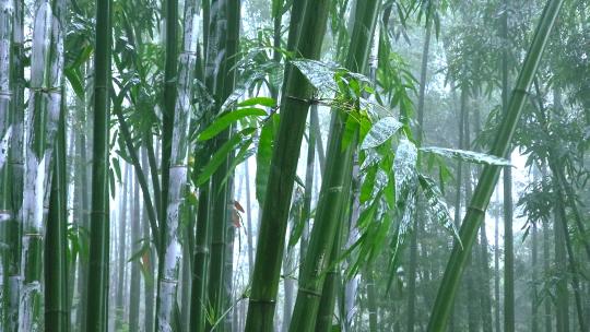 竹林雨景 风雨中飘摇的竹叶视频素材模板下载