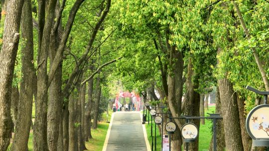 航拍城市绿色树林景观林荫道路