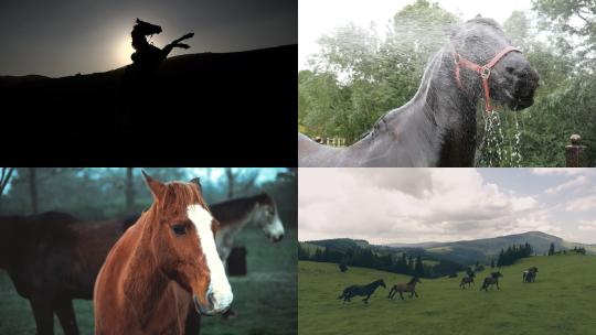 【合集】飞奔的马骑马视频素材模板下载