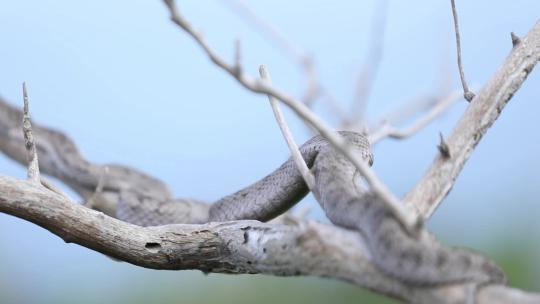 h蝮蛇盘踞隐藏在树枝上视频素材模板下载