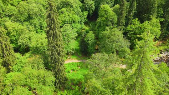 无人机拍摄的森林
