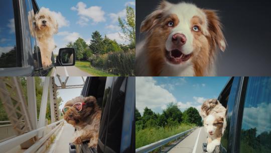 【合集】狗狗前腿搭在行驶的汽车车窗上