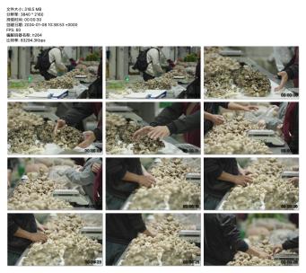 市场鲜活：菇类食材挑选与分拣过程高清在线视频素材下载