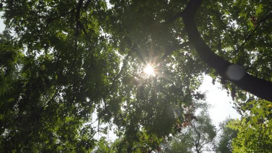 手持摄影阳光透过树木