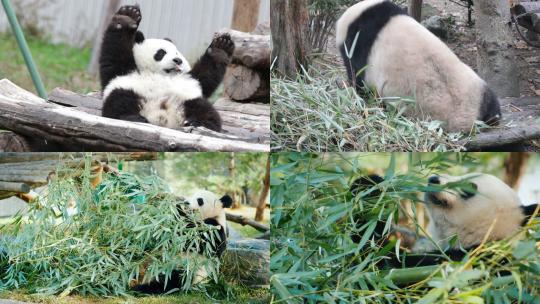 [合集]熊猫吃竹子睡觉视频素材模板下载