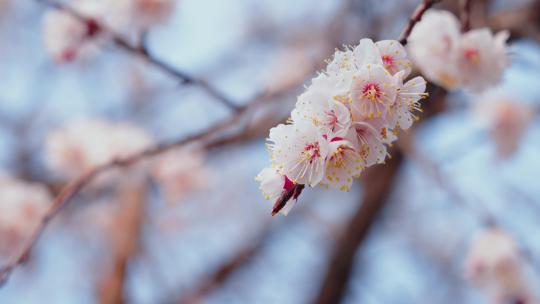 4K春季樱花盛开视频素材模板下载