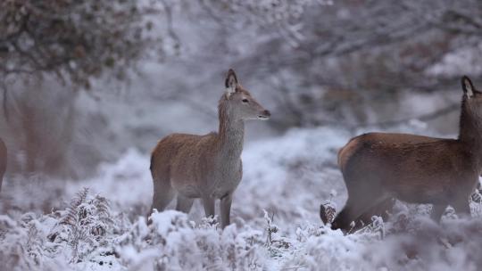冬季森林大雪野生鹿群觅食