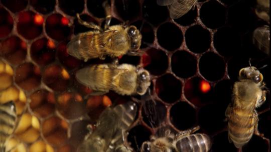 蜜蜂产蜜视频素材模板下载