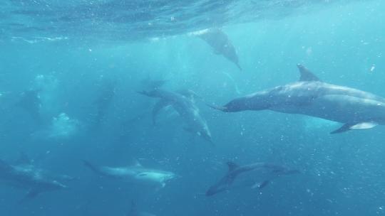 海豚 海豚捕鱼 海洋生物 一群海豚