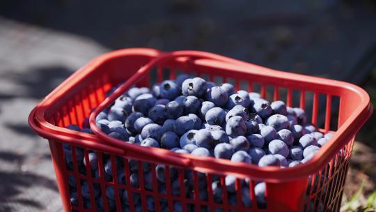 水果园采摘蓝莓