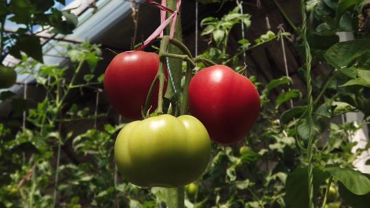 番茄 西红柿 (7)