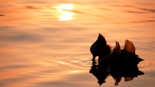 夕阳下的鸳鸯在西湖上戏水