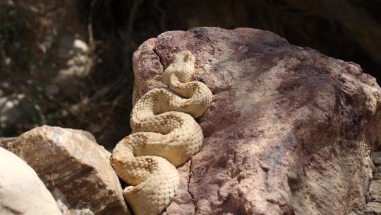蛇在岩石上休息