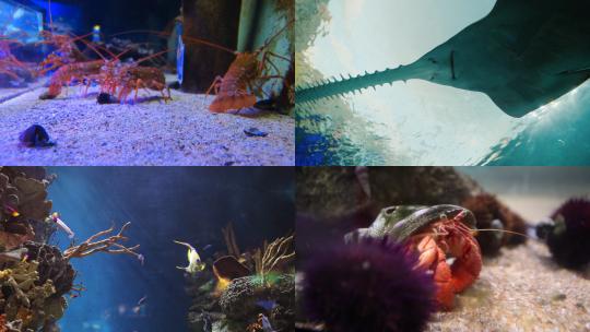 【合集】水族馆 鱼类  海洋动物特写视频素材模板下载