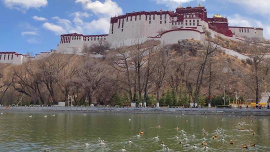 西藏拉萨宗角禄康龙王潭公园内戏水的水鸟