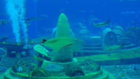 海洋馆水族馆海底世界魔鬼鱼鳐鱼视频素材模板下载