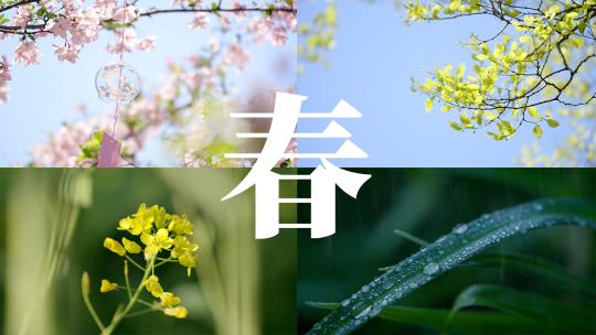 【超长合集】春天花朵春暖花开万物复苏春分视频素材模板下载