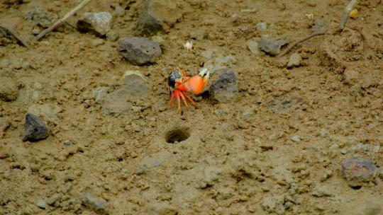 红树林 红螃蟹 招潮蟹视频素材模板下载