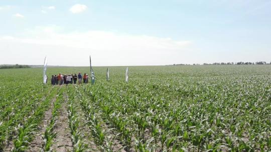 农民在玉米地检查产量
