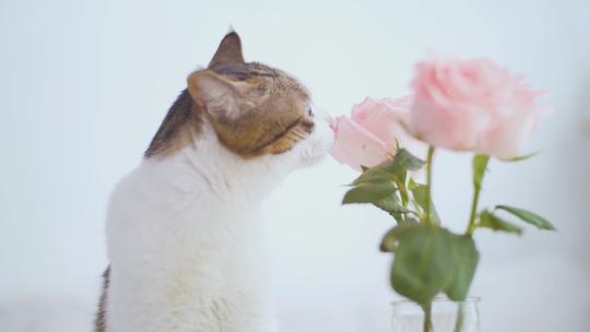 唯美宠物猫咪与玫瑰花可商用
