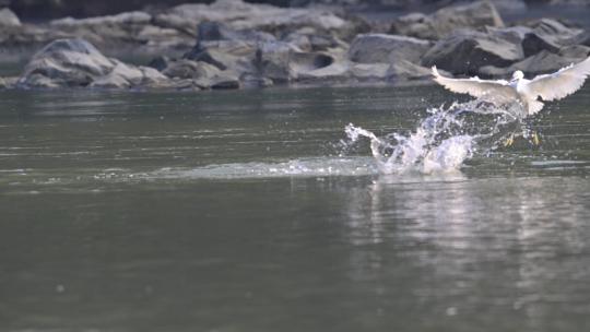 鸟中国宝中华秋沙鸭被两只小白鹭追赶夺食