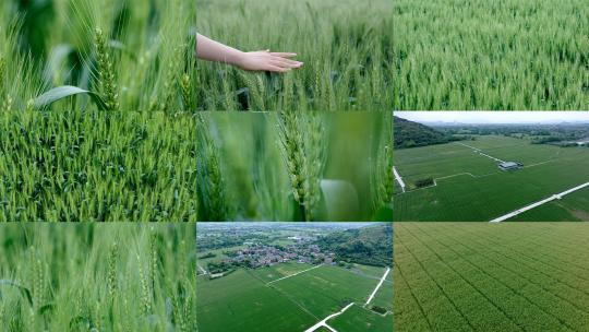 【合集】小麦小麦麦田田野麦地麦子风吹麦浪高清在线视频素材下载