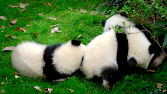 熊猫幼崽成都三个