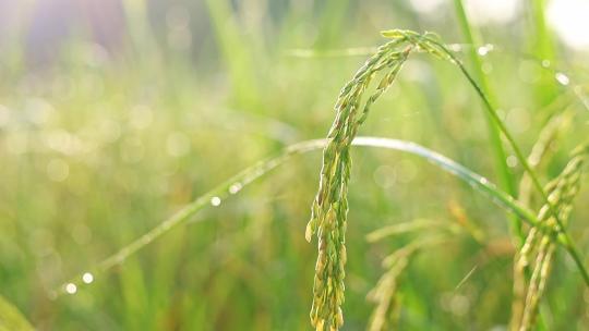 稻田绿色农业生态系统视频素材模板下载