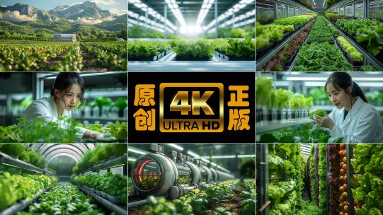 新质生产力大棚有机蔬菜种植研发种植基地高清在线视频素材下载
