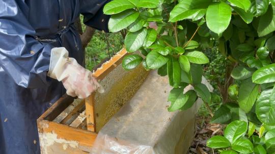 养蜂人蜜蜂野蜂野生蜂蜜采蜜