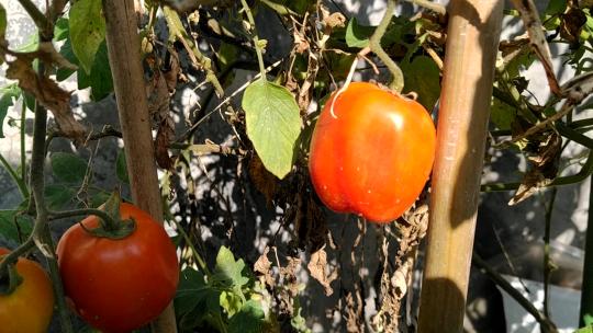 摘番茄 单个  西红柿  采摘 果蔬视频素材模板下载