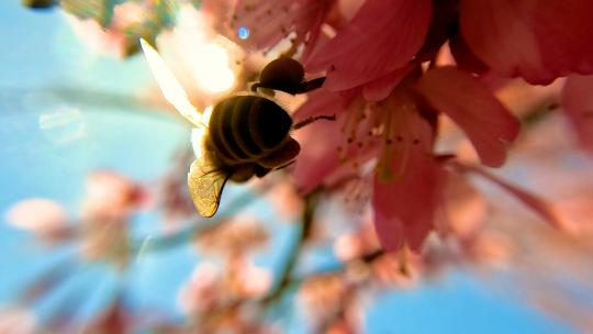 仰拍阳光下的樱花蜜蜂采蜜
