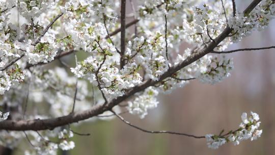 春季，济南五龙潭樱花等植物盛开随风飘落