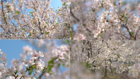 春天唯美樱花盛开高清在线视频素材下载