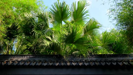 中式园林庭院围墙树木
