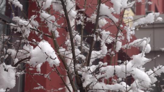 枯树枝上的积雪