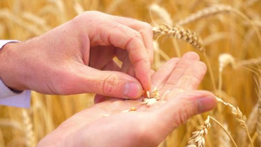 小麦丰收检查麦粒