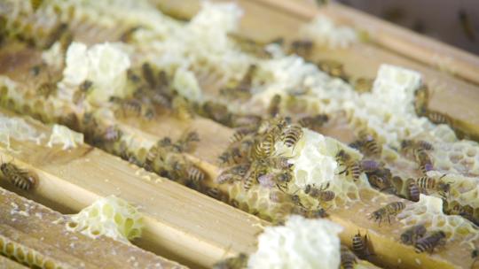 蜜蜂 蜂巢视频素材模板下载