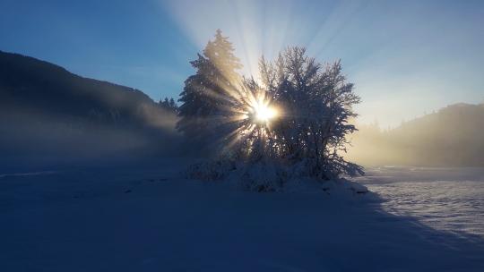 冬天唯美雪景阳光穿过树木阳光穿过迷雾