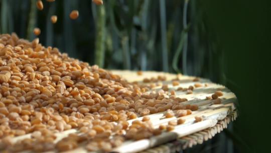麦田小麦麦田丰收捧起小麦洒落芒种粮食安全