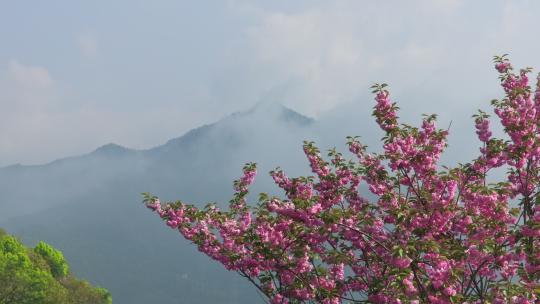 春天关山樱花树远山云雾延时