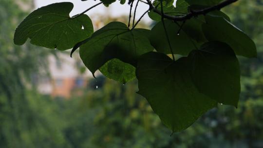 雨水淋湿绿叶