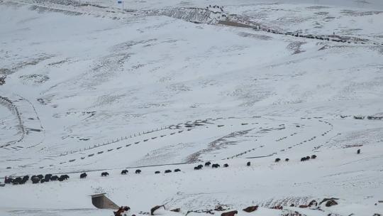 青藏高原那曲那根拉山口大雪中迁徙的牦牛群