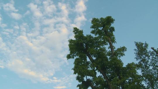 蓝天白云树木空镜